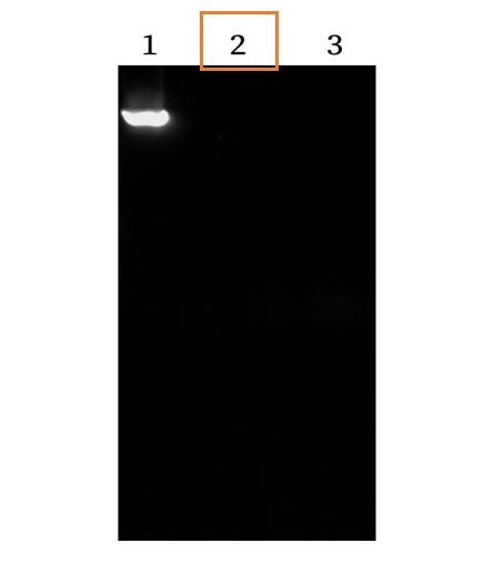 The DNase I digestion experiment of plasmids (37 centigrade, 10 min)
Lane 1: 1 μg of plasmid DNA; 
Lane 2: 1 μg of plasmid DNA+1U of DNase I (Ours); 
Lane 3: 1 μg of plasmid DNA+1U of DNase I (Well-known brand)